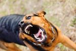 angry dog with bared teeth concept